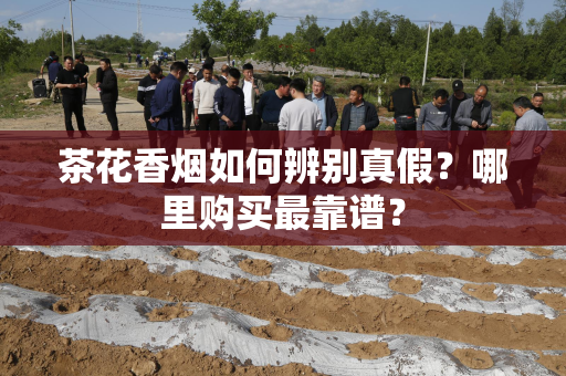 茶花香烟如何辨别真假？哪里购买最靠谱？