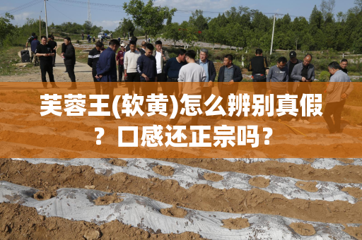 芙蓉王(软黄)怎么辨别真假？口感还正宗吗？